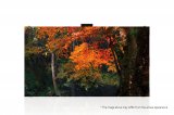 Светодиодный экран LG LAS012DB9-F